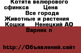 Котята велюрового сфинкса. .. › Цена ­ 15 000 - Все города Животные и растения » Кошки   . Ненецкий АО,Варнек п.